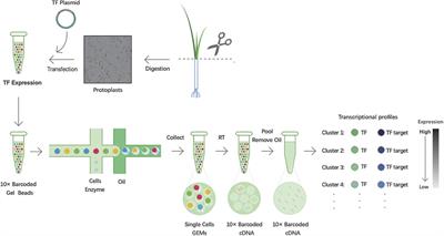 Single-Cell RNA Sequencing Efficiently Predicts Transcription Factor Targets in Plants
